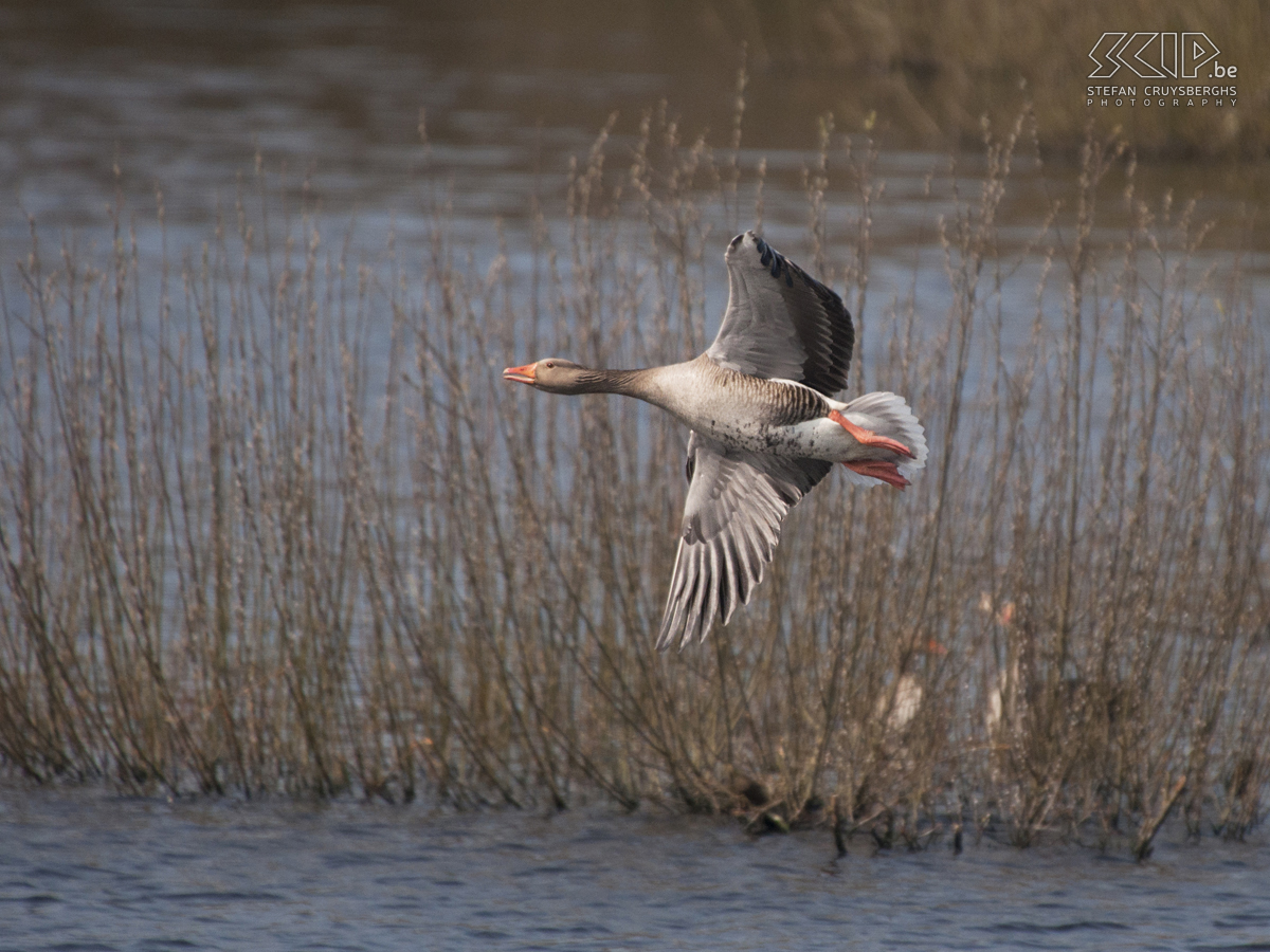 Zeeland - Grauwe gans Foto's van een dagje vogels spotten in Zeeland. Stefan Cruysberghs